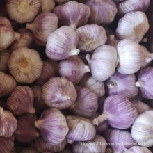 Factory direct selling Hot sale Fresh Garlic 5cm 5.5cm 6cm Fresh garlic